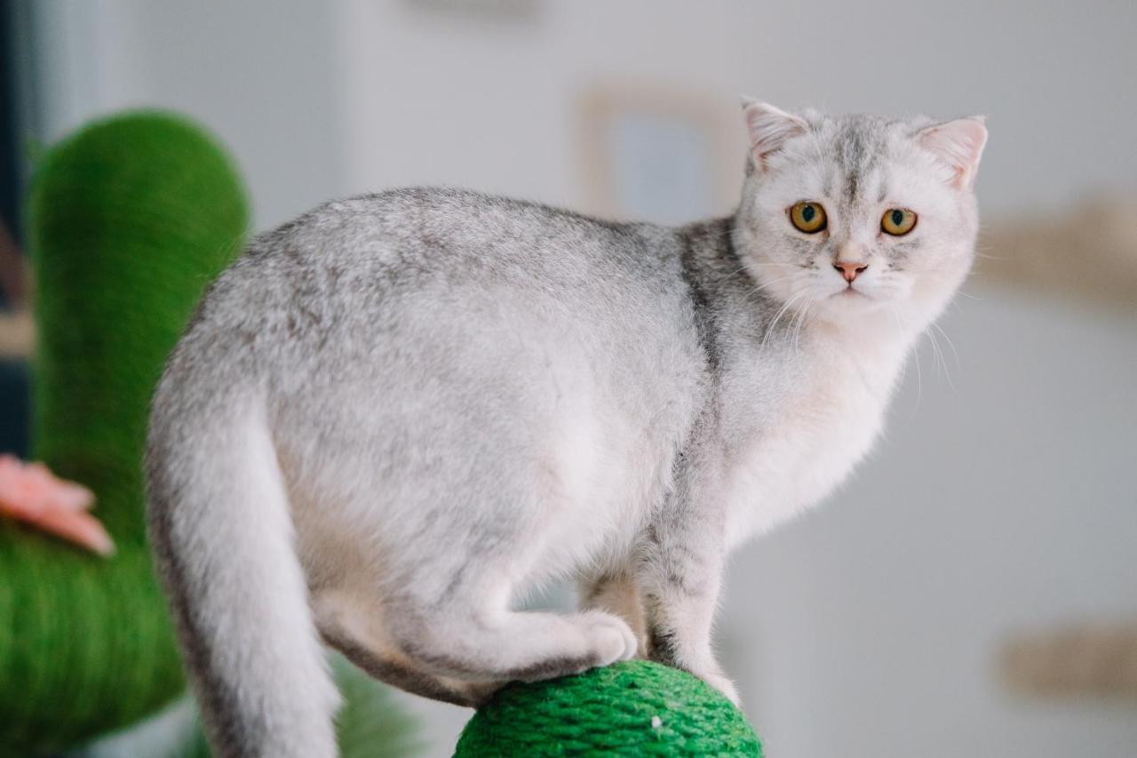 Patong Meow Cafe & Hotel מראה חיצוני תמונה