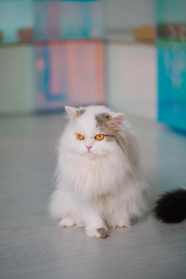 Patong Meow Cafe & Hotel מראה חיצוני תמונה