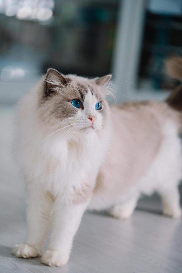 Patong Meow Cafe & Hotel מראה חיצוני תמונה