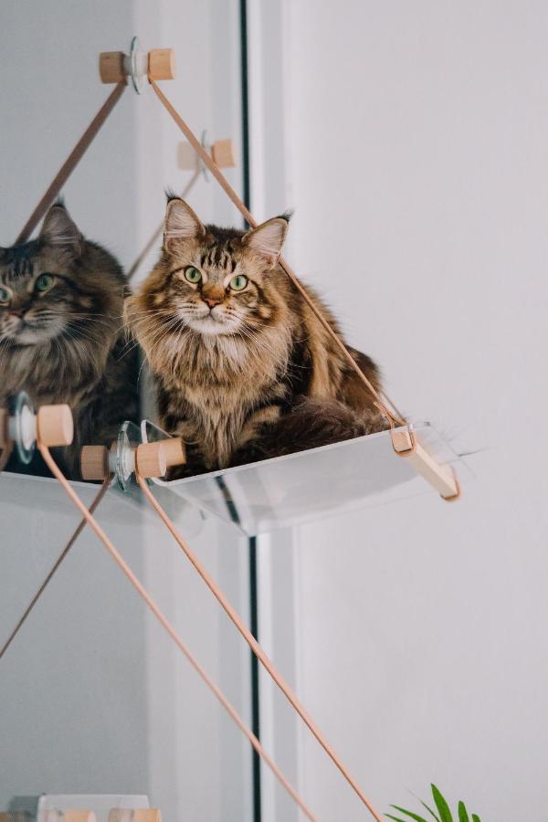 Patong Meow Cafe & Hotel מראה חיצוני תמונה